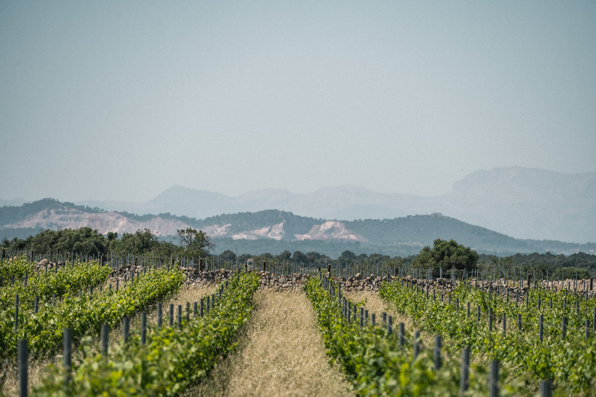Wine field Mallorca